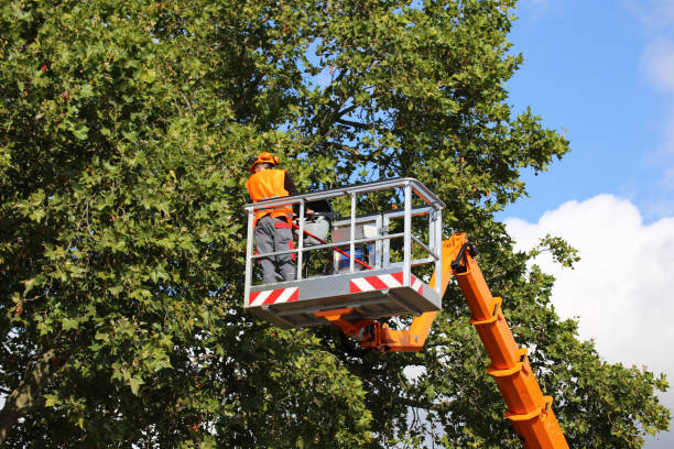 Best Tree Planting Services  in Port Allegany, PA